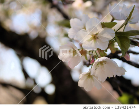 四月,薄賀原島櫻花盛開,美不勝收 四月,薄賀原島櫻花盛開,美不勝收 139421474