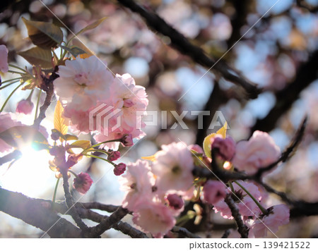 The beautiful pink Satozakura cherry blossoms, known as "Omurazakura," bloomed in April. The beautiful pink Satozakura cherry blossoms, known as "Omurazakura," bloomed in April. 139421522
