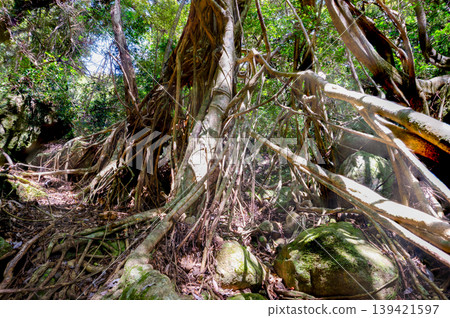 Yakushima, a World Natural Heritage Site: Banyan Tree Forest (Spring) Yakushima, a World Natural Heritage Site: Banyan Tree Forest (Spring) 139421597