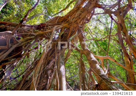 Yakushima, a World Natural Heritage Site: Banyan Tree Forest (Spring) 139421615