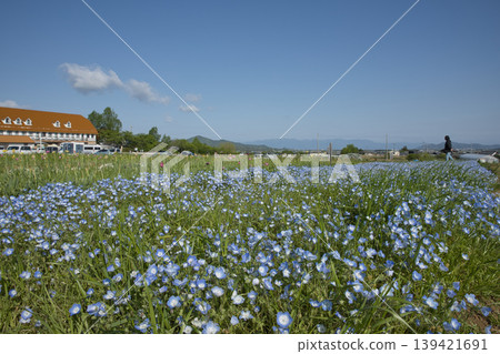 21 Nemophila flowers blooming at Agri Park Ryuo roadside station 139421691