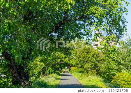 Green pedestrian walkway in a residential area Green pedestrian walkway in a residential area 139421706