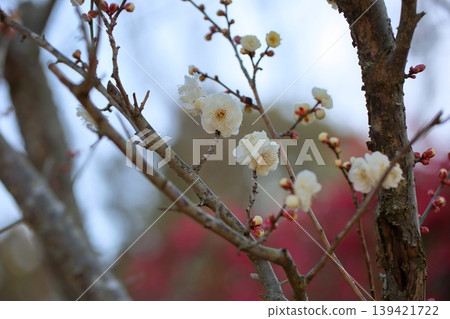 Cute plum blossoms 139421722