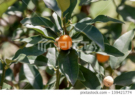 Kumquats are small in appearance, but the fruit can be eaten with the peel on. Kumquats are small in appearance, but the fruit can be eaten with the peel on. 139421774
