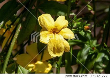 Another name for the false jasmine is Unnan jasmine, which sounds like the name of a comedian. Another name for the false jasmine is Unnan jasmine, which sounds like the name of a comedian. 139421777