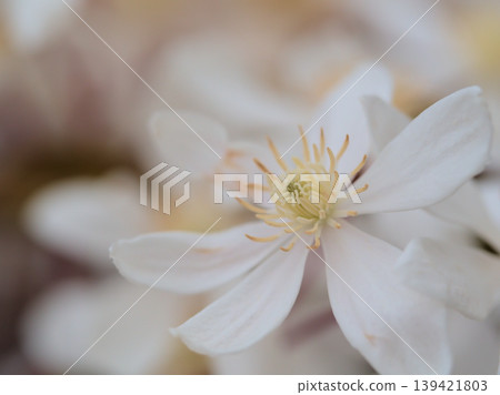 The white clematis 'Armandie' bloomed beautifully in April. The white clematis 'Armandie' bloomed beautifully in April. 139421803