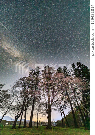 A springtime Milky Way landscape woven from a sky full of stars and cherry blossoms at night. 139421814