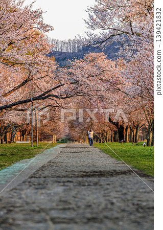Hokkaido's Nijukken Road: A fantastical cherry blossom corridor. Hokkaido's Nijukken Road: A fantastical cherry blossom corridor. 139421832