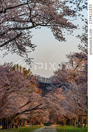二重研路兩旁的櫻花樹宛如一條櫻花隧道。 二重研路兩旁的櫻花樹宛如一條櫻花隧道。 139421833