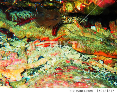 柏島拍攝的Discordipinna griessingeri(蝦虎魚的一種)。 柏島拍攝的Discordipinna griessingeri(蝦虎魚的一種)。 139421847