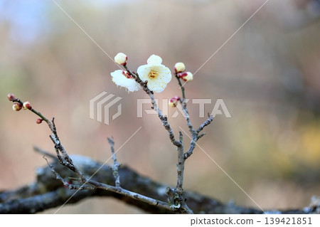 Cute plum blossoms, white plum blossoms Cute plum blossoms, white plum blossoms 139421851
