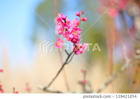 可愛的梅花 可愛的梅花 139421854