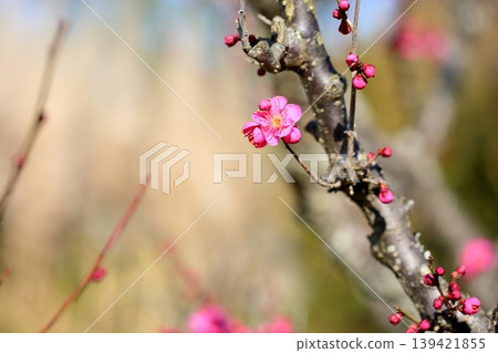 可愛的梅花 139421855
