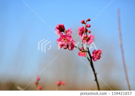 Cute plum blossoms Cute plum blossoms 139421857