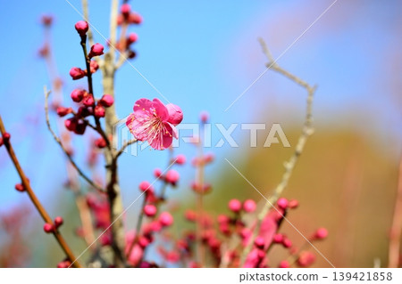 Cute plum blossoms Cute plum blossoms 139421858