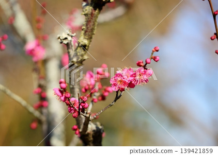 可愛的梅花 可愛的梅花 139421859