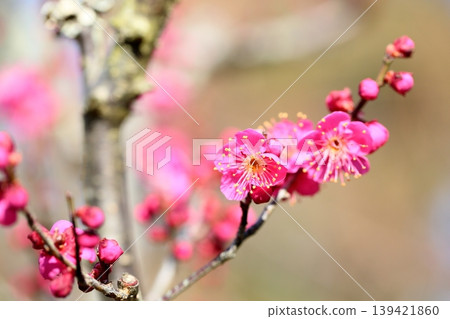 可愛的梅花 可愛的梅花 139421860