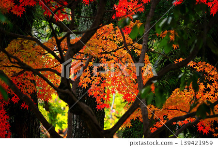 改變葉子的Momiji 改變葉子的Momiji 139421959