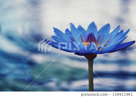 漂浮在水面上的藍色睡蓮 漂浮在水面上的藍色睡蓮 139421961
