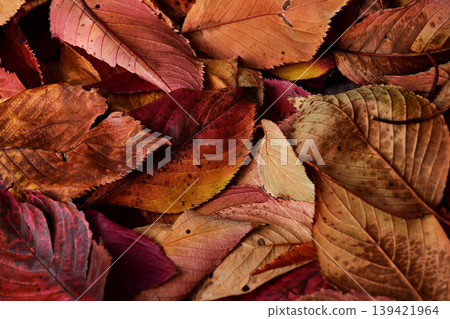 Close-up of fallen leaves 139421964