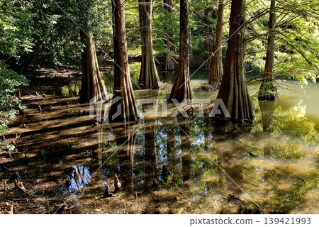 Mysterious sight of the Sasaguri Kyushu University Forest: Bald cypress Mysterious sight of the Sasaguri Kyushu University Forest: Bald cypress 139421993