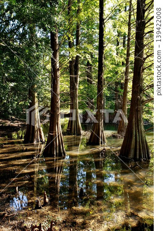 Mysterious sight of the Sasaguri Kyushu University Forest: Bald cypress Mysterious sight of the Sasaguri Kyushu University Forest: Bald cypress 139422008