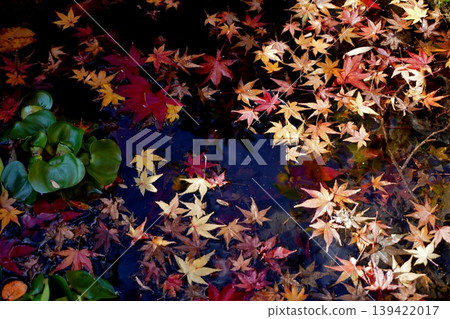 笹栗町明石寺：水面上飄浮的紅葉 139422017