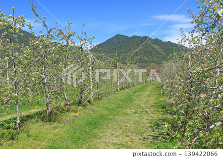 Azumino spring apple blossom bloom time 139422066