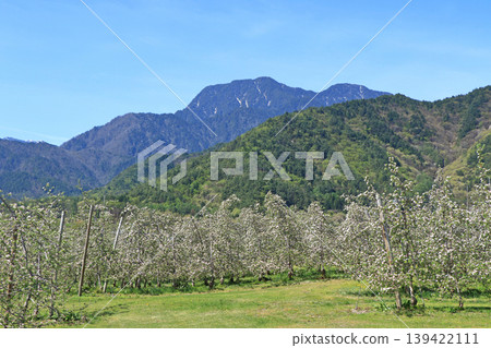 Azumino spring apple blossom bloom time 139422111