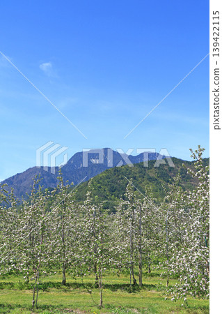 Azumino spring apple blossom bloom time Azumino spring apple blossom bloom time 139422115