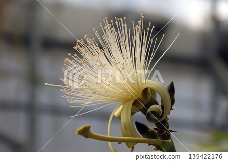 Blooming bombax ellipticum (lat.- Pseudobombax ellipticum) Blooming bombax ellipticum (lat.- Pseudobombax ellipticum) 139422176