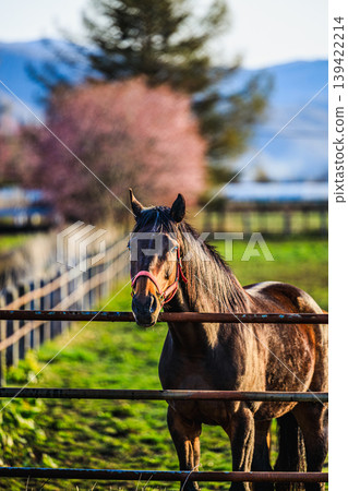 A peaceful pastoral scene with a row of cherry trees in the background. A peaceful pastoral scene with a row of cherry trees in the background. 139422214