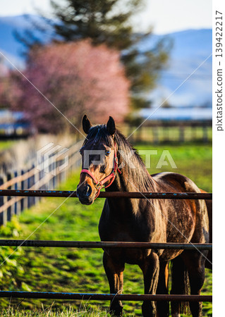 A horse I encountered in a Hokkaido pasture where cherry blossoms were in bloom. A horse I encountered in a Hokkaido pasture where cherry blossoms were in bloom. 139422217
