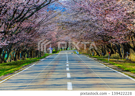 A single road lined with cherry blossoms, bathed in the spring light. A single road lined with cherry blossoms, bathed in the spring light. 139422228