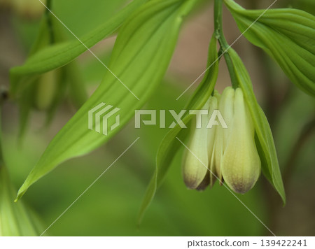The lovely flowers of the Polygonatum odoratum bloomed in sunny April. The lovely flowers of the Polygonatum odoratum bloomed in sunny April. 139422241