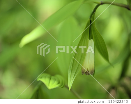 The lovely flowers of the Polygonatum odoratum bloomed in sunny April. The lovely flowers of the Polygonatum odoratum bloomed in sunny April. 139422243