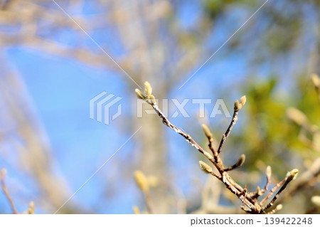 Refreshing flower buds of the Magnolia stellata Refreshing flower buds of the Magnolia stellata 139422248