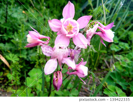 Pink columbines blooming in the field: a lovely and gentle spring flower scene. Pink columbines blooming in the field: a lovely and gentle spring flower scene. 139422335