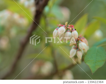 The lovely blueberry blossoms that began to bloom in April The lovely blueberry blossoms that began to bloom in April 139422364