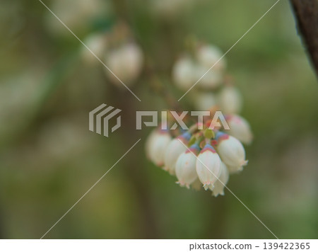 The lovely blueberry blossoms that began to bloom in April The lovely blueberry blossoms that began to bloom in April 139422365