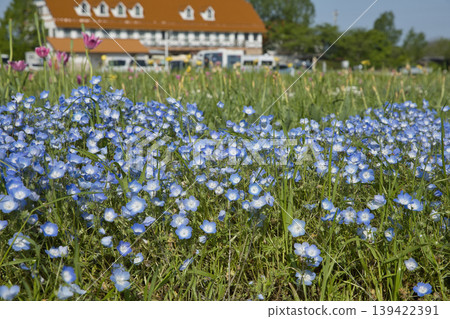 30 Nemophila flowers blooming at the roadside station Agri Park Ryuo 30 Nemophila flowers blooming at the roadside station Agri Park Ryuo 139422391