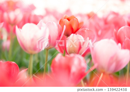 A scene of tulips blooming in the spring sunlight [Spring] 139422438