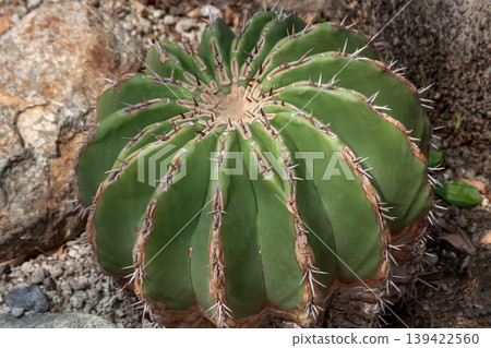 刺球屬（Echinocactus platy）[仙人掌科] 139422560
