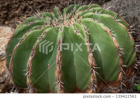 刺球屬（Echinocactus platy）[仙人掌科] 139422561