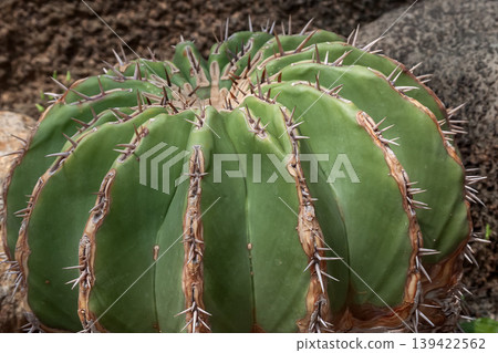 刺球屬（Echinocactus platy）[仙人掌科] 139422562