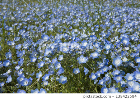 33 Nemophila flowers blooming at Agri Park Ryuo roadside station 33 Nemophila flowers blooming at Agri Park Ryuo roadside station 139422594