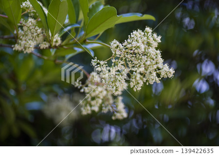 The white flowers of the Viburnum odoratissimum are in bloom. The white flowers of the Viburnum odoratissimum are in bloom. 139422635