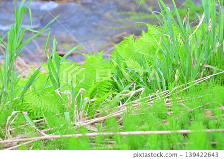 A lush, green landscape along a stream at the foot of Toma Plateau, Tokamachi City, Niigata Prefecture A lush, green landscape along a stream at the foot of Toma Plateau, Tokamachi City, Niigata Prefecture 139422643