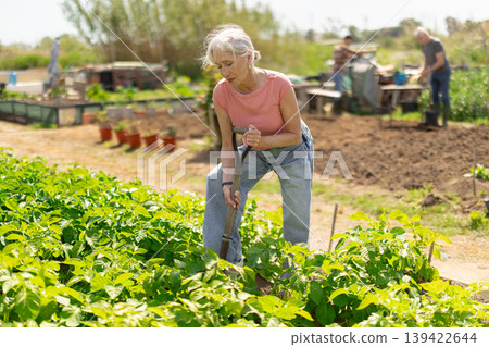 Mature woman farmer digs soil in the garden beds with shovel Mature woman farmer digs soil in the garden beds with shovel 139422644