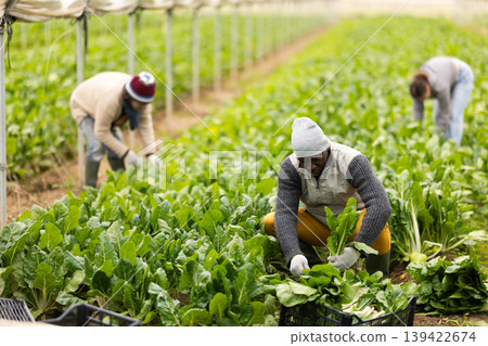 Male farmer harvests chard along with other workers 139422674